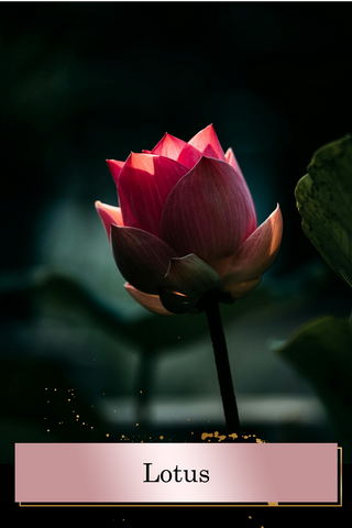 Lotus