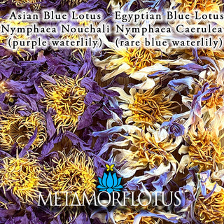 Egyptian True Blue Lotus Flower Tea